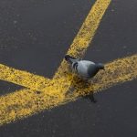Асфальтирование дорог: что важно учитывать при проведении работ